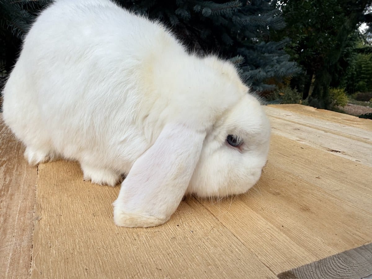 Alpaca, a blue-eyed white Mini Plush Lop buck