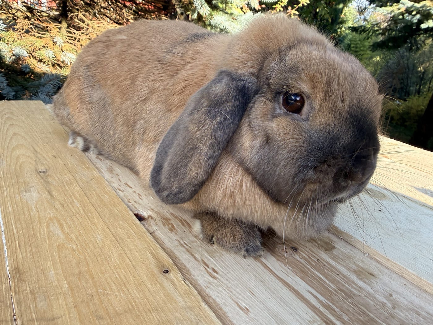 Annemie, a tort Mini Plush Lop doe