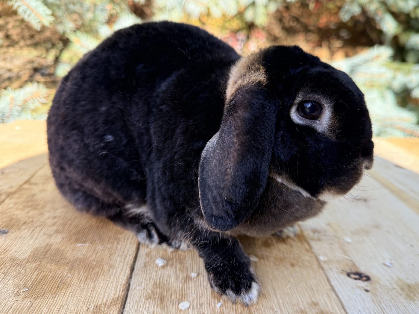 Audrey, a black otter Mini Plush Lop doe, on a wooden table