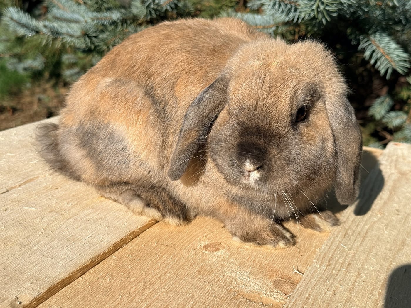 Baobab, a Mini Plush Lop doe