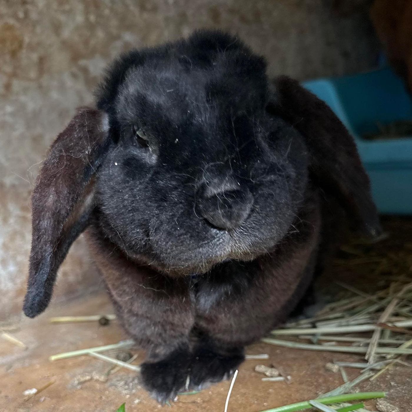 Blackberry Dumpling, a black Mini Plush Lop buck