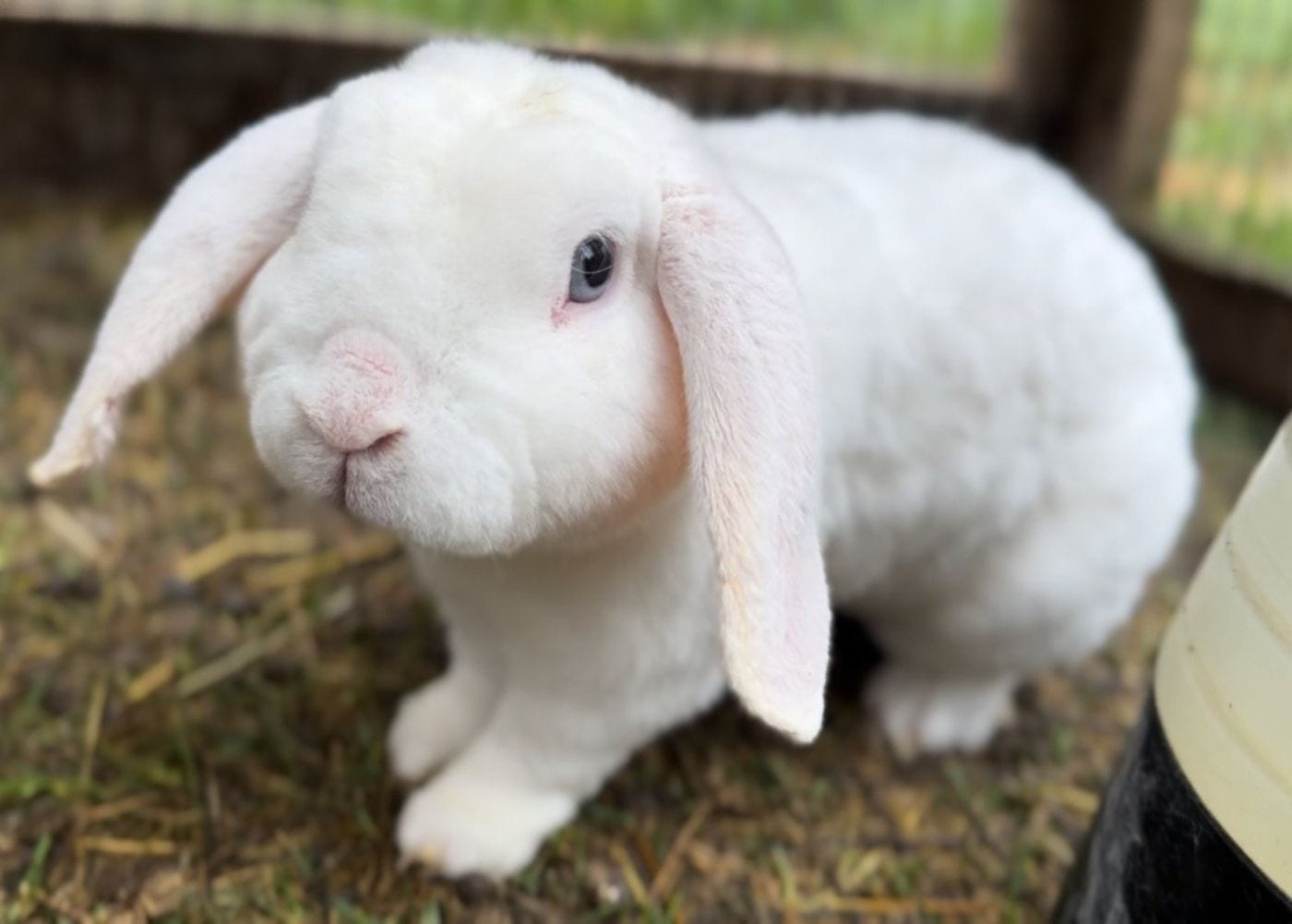 Blizzard, a white Mini Plush Lop buck with blue eyes