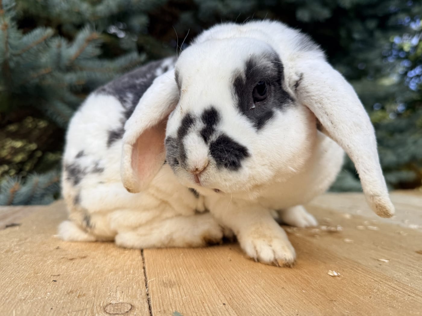 Blue Suede, a Mini Plush Lop buck, on a wooden table