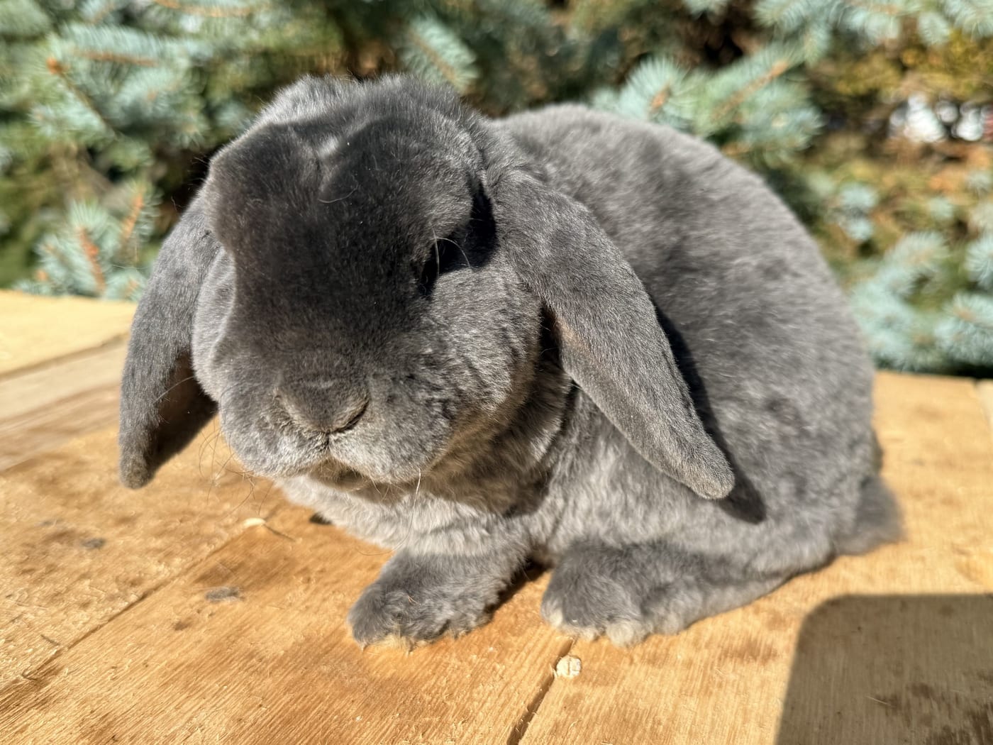 Bluebell, a Vienna-marked blue Mini Plush Lop doe, on a wooden table