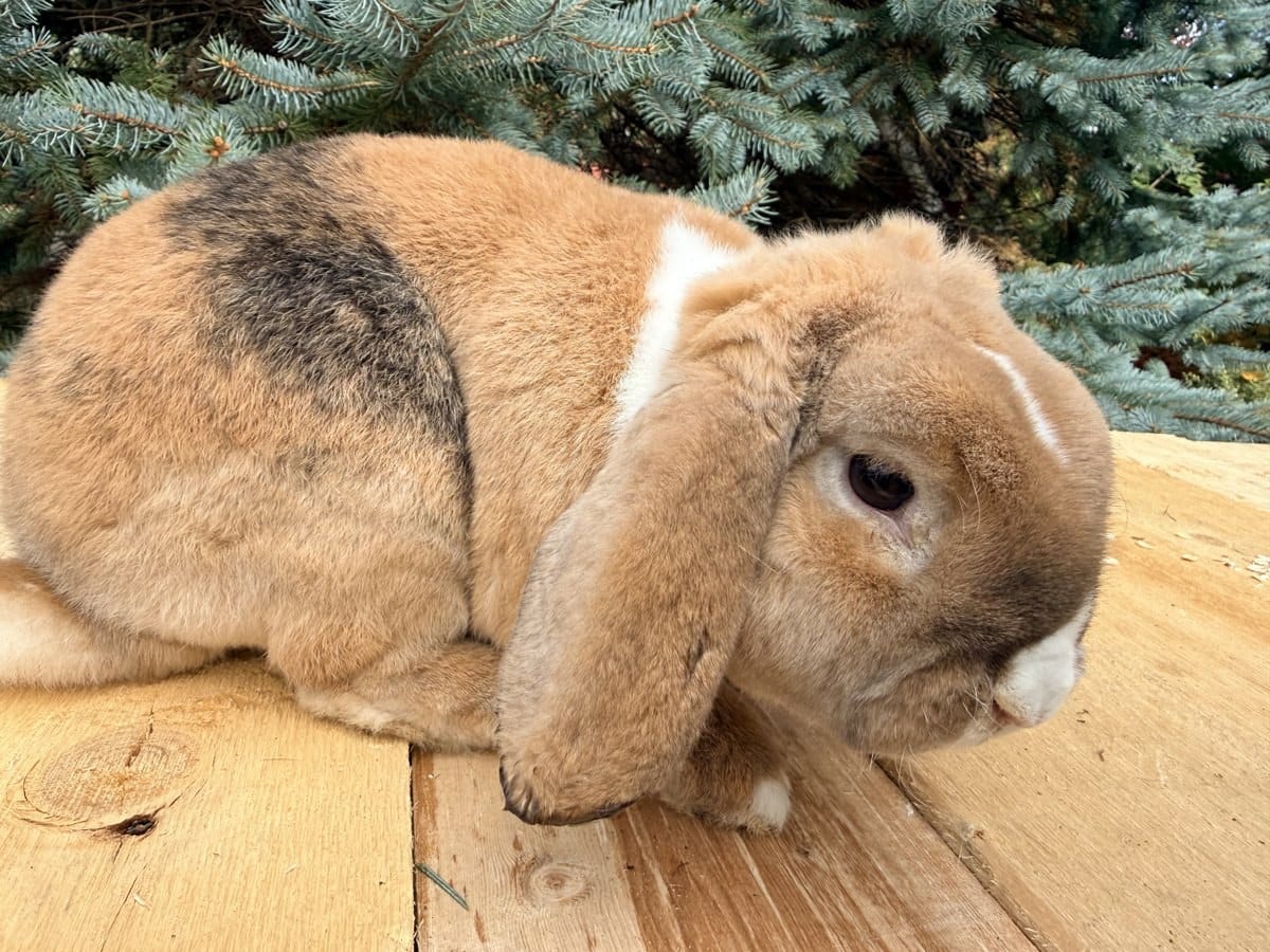Butternut, a Vienna-marked harlequin Mini Plush Lop buck