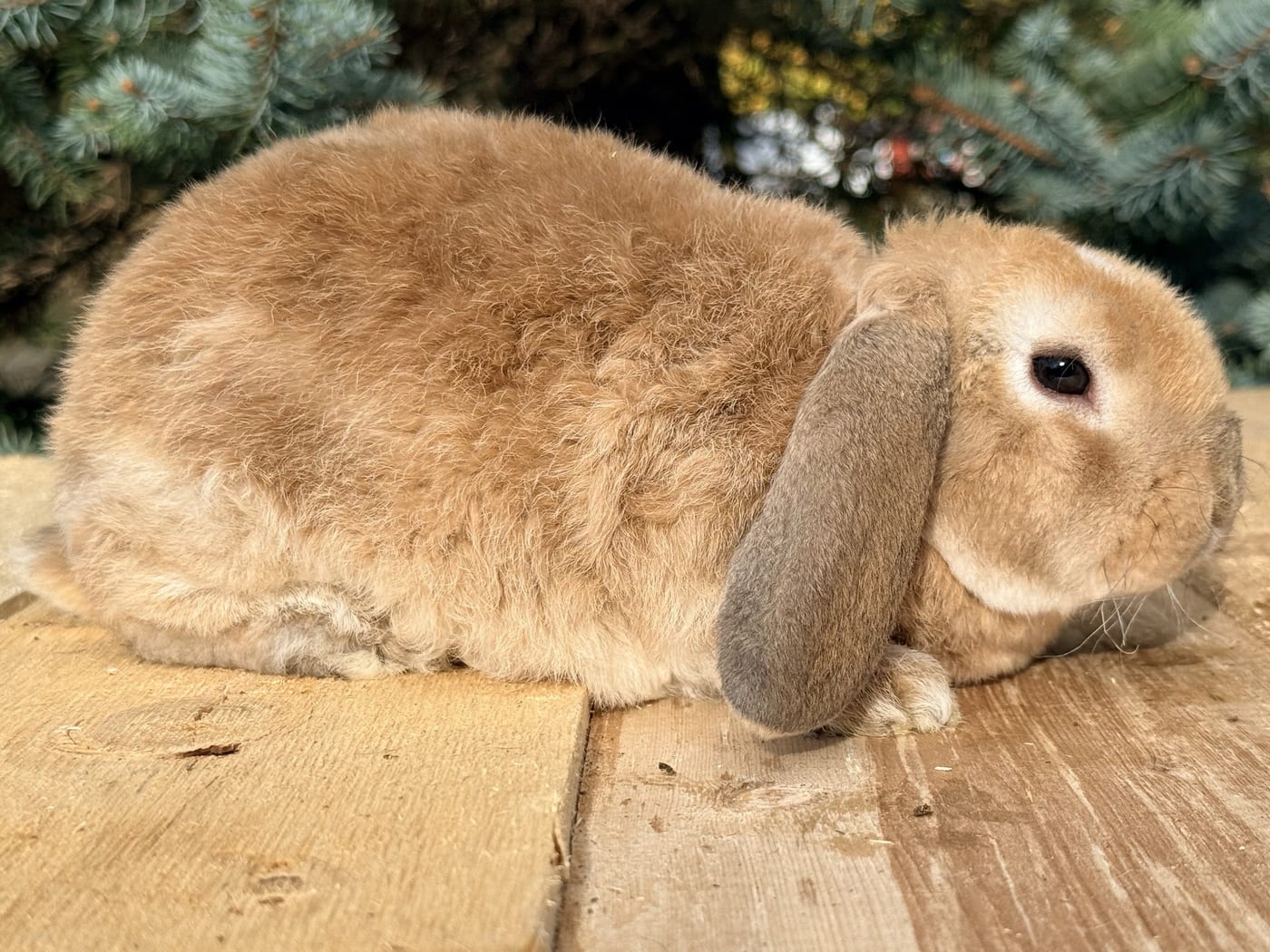 Butterscotch, an orange Mini Plush Lop buck, on a wooden table