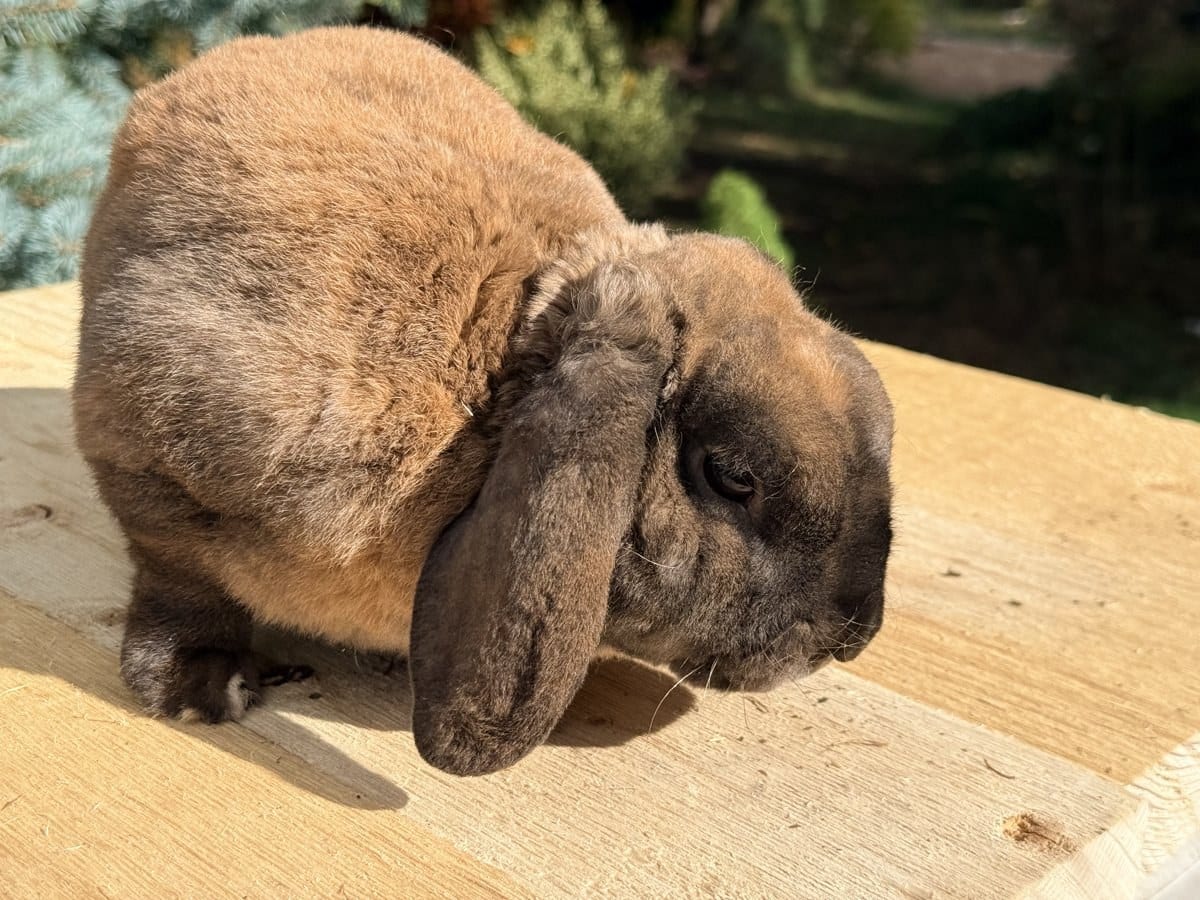 Caramel Nugget, a VC tort Mini Plush Lop buck