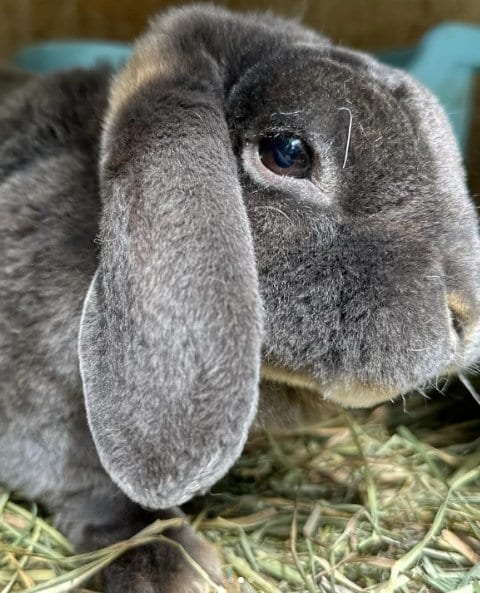 Blueberry Cheesecake, a blue otter Mini Plush Lop doe