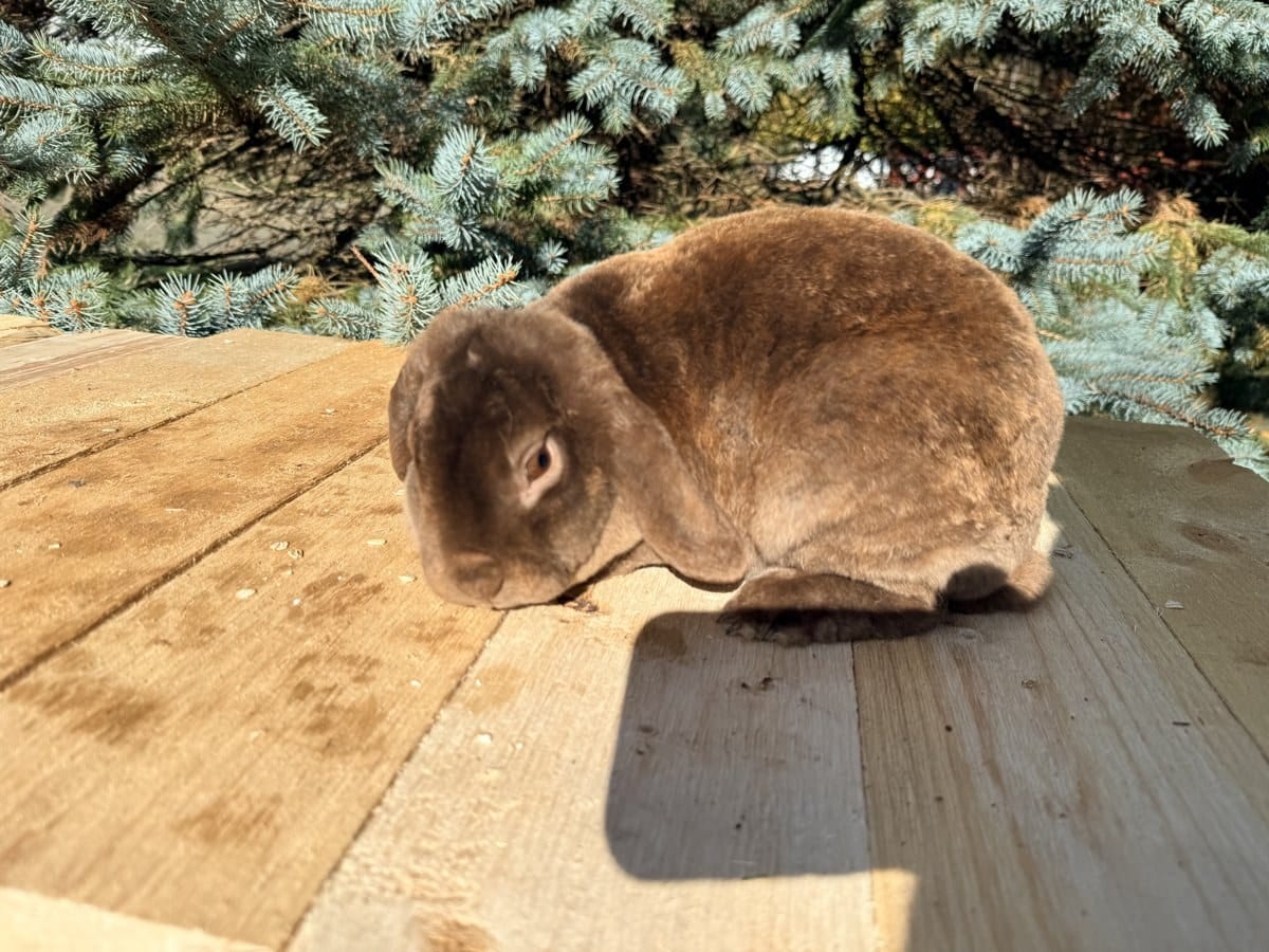 Chocolate Ganache, a chocolate Mini Plush Lop doe