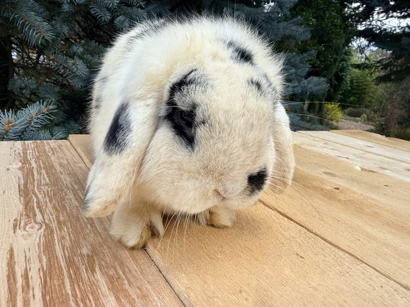 Domino, a broken black otter Mini Plush Lop buck, on a wooden table