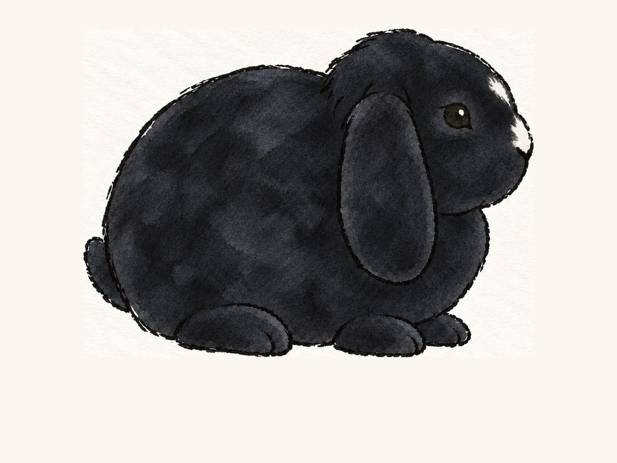 A drawing of a black Mini Plush Lop
