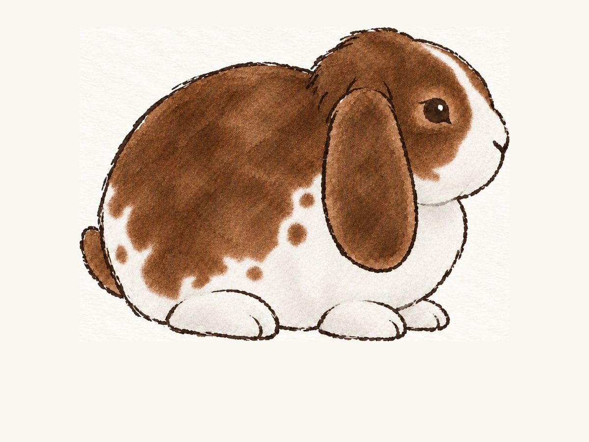 A drawing of a booted chestnut Mini Plush Lop