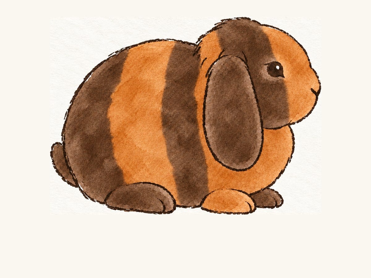 A drawing of a chocolate harlequin Mini Plush Lop