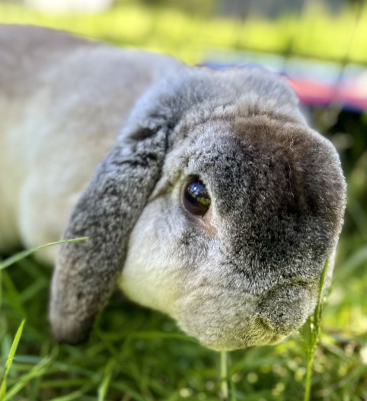 Floki, a shaded agouti Mini Plush Lop buck, on grass