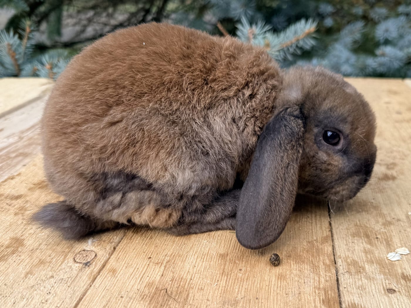 Gingersnap, a tort Mini Plush Lop doe, on a wooden table