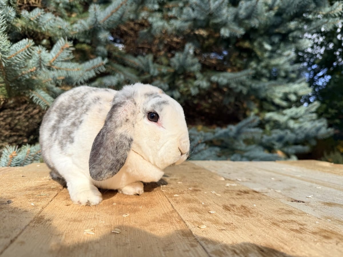 Harli, a harlequin Mini Plush Lop doe