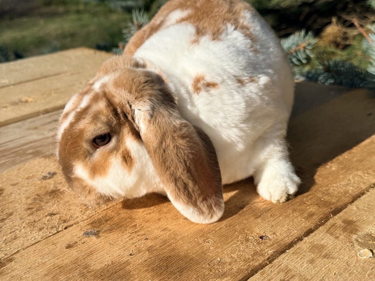 Hazel, a broken chocolate tort Mini Plush Lop doe