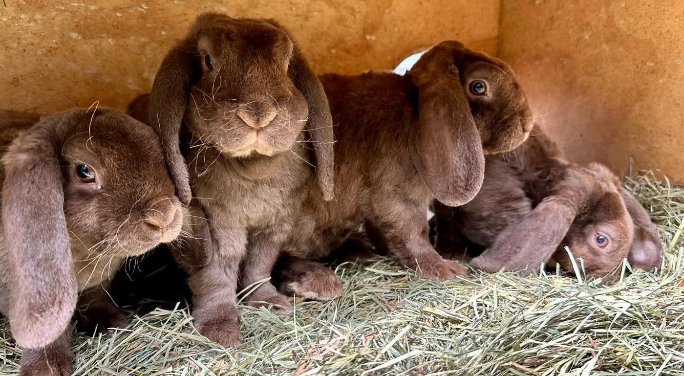 Hot Chocolate's litter of chocolate Mini Plush Lop kits