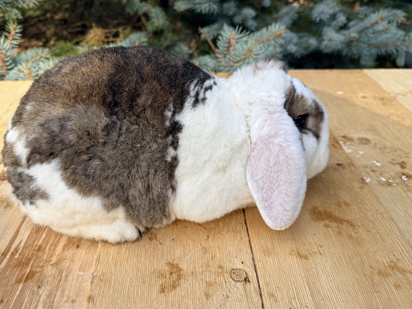 Hush Puppy, a Mini Plush Lop buck, on a wooden table