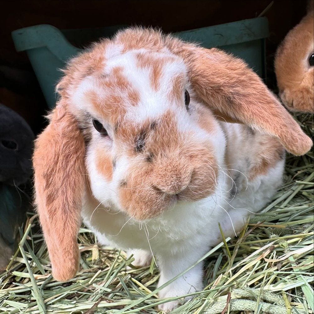 A young harlequin Mini Plush Lop with orange and white markings
