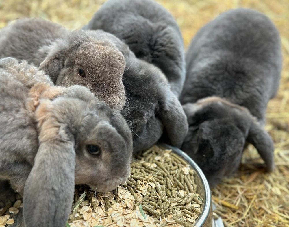 A group of young blue Mini Plush Lops sharing a bowl of feed