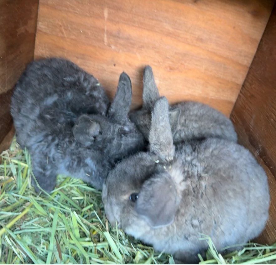 Two young blue Mini Plush Lops resting together on hay