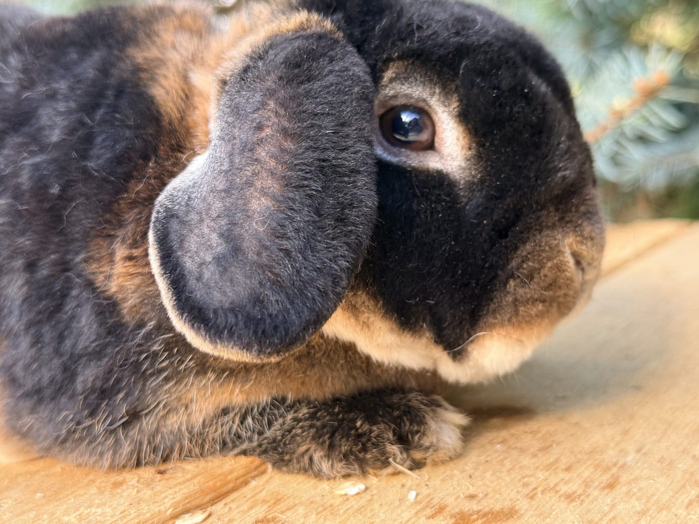 Jitterbug, a black otter Mini Plush Lop buck, on a wooden table