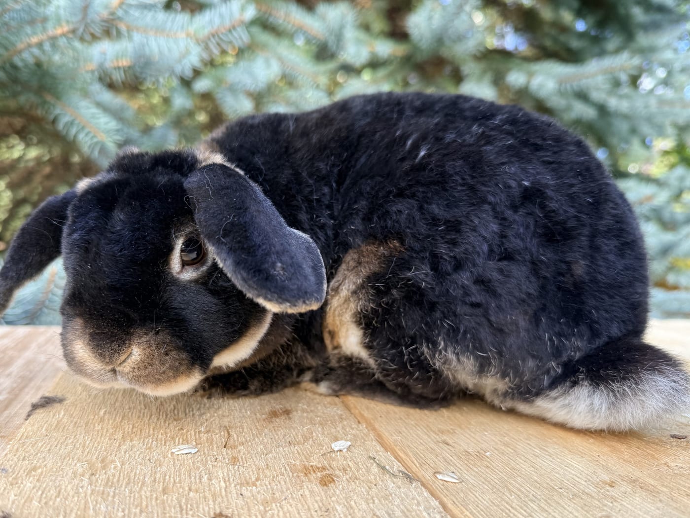 Jitterbug, a second view