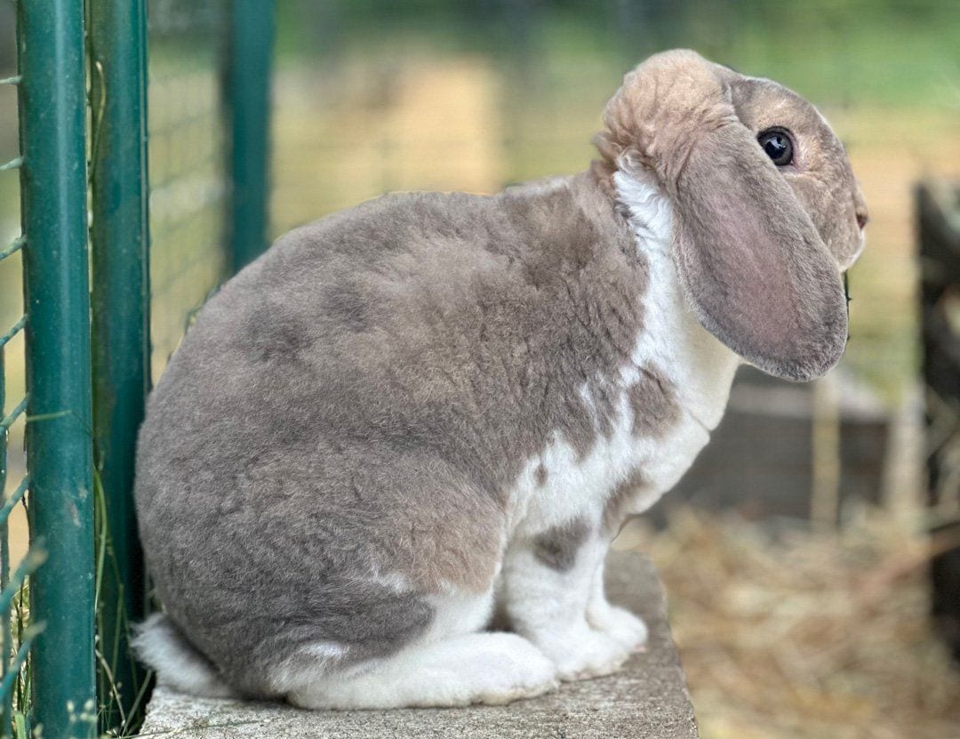 Latte, a Mini Plush Lop buck with a white chest