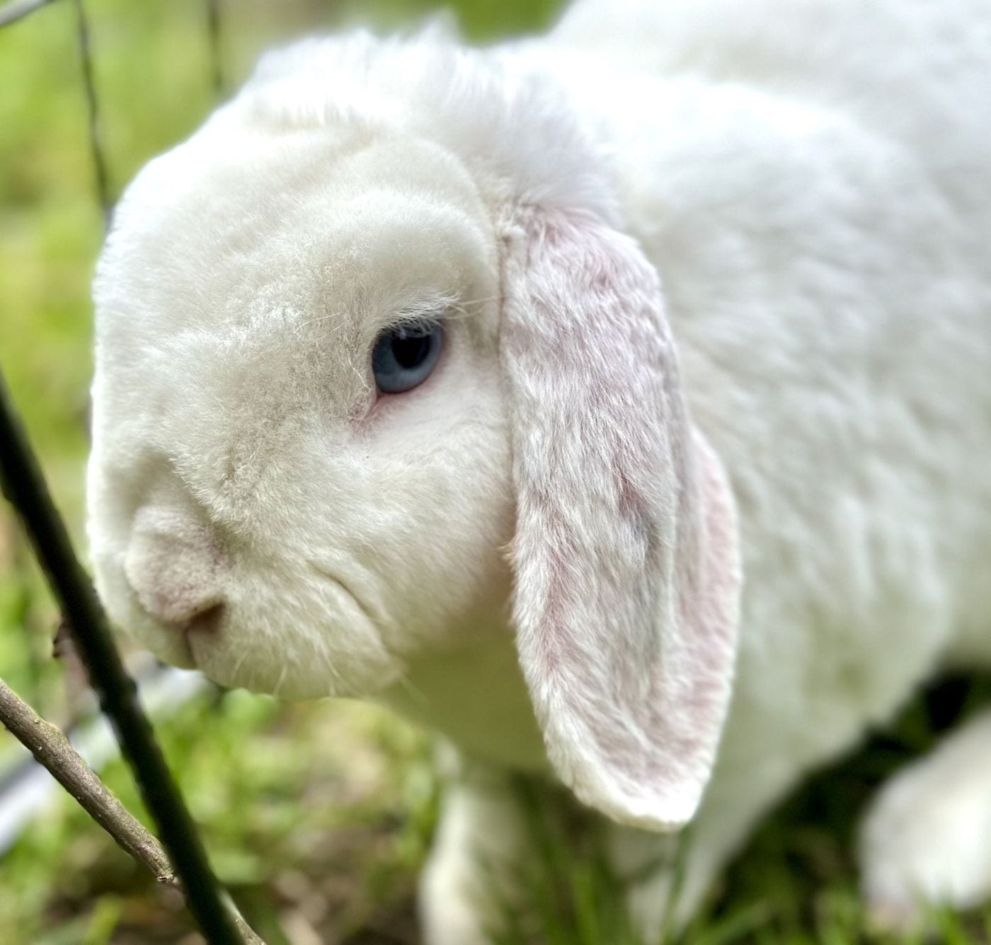 Laura, a blue-eyed white Mini Plush Lop doe
