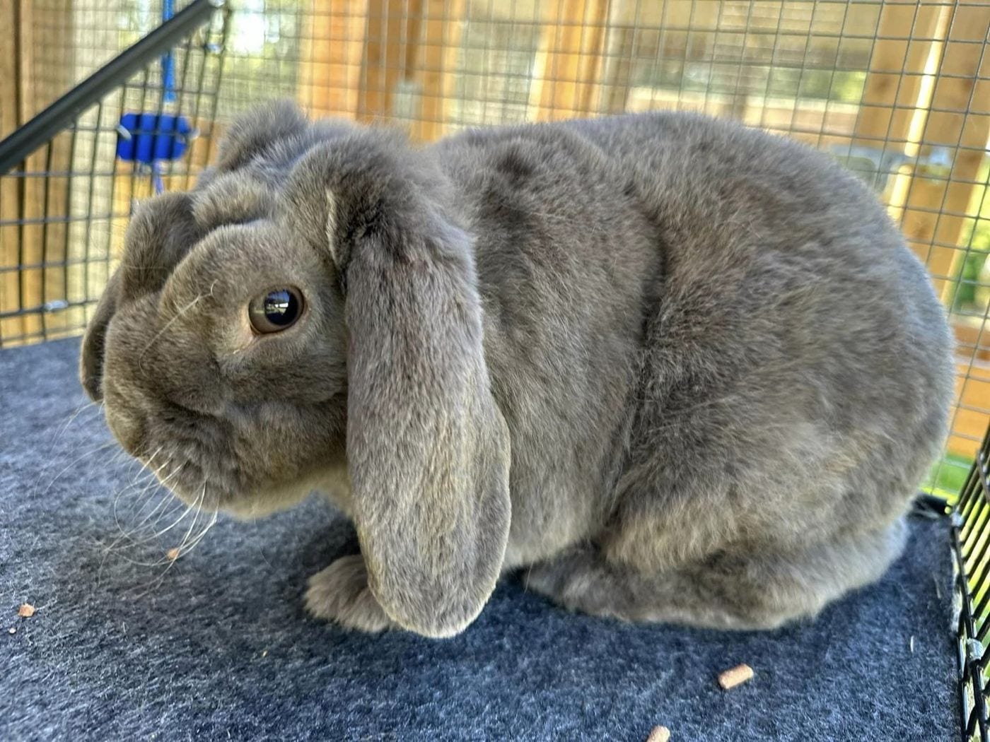 Lavender, a lilac Mini Plush Lop doe