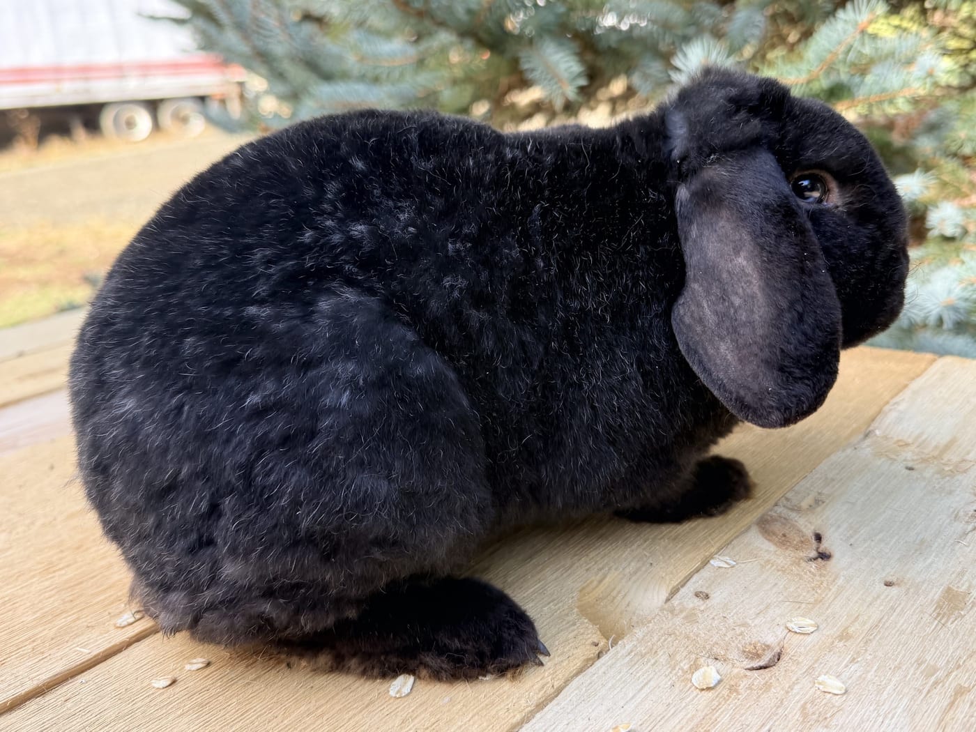 Licorice, a black Mini Plush Lop buck, on a wooden table
