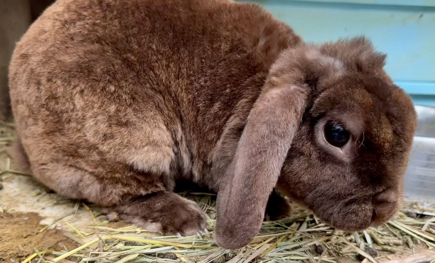 Lottie, a chocolate Mini Plush Lop doe