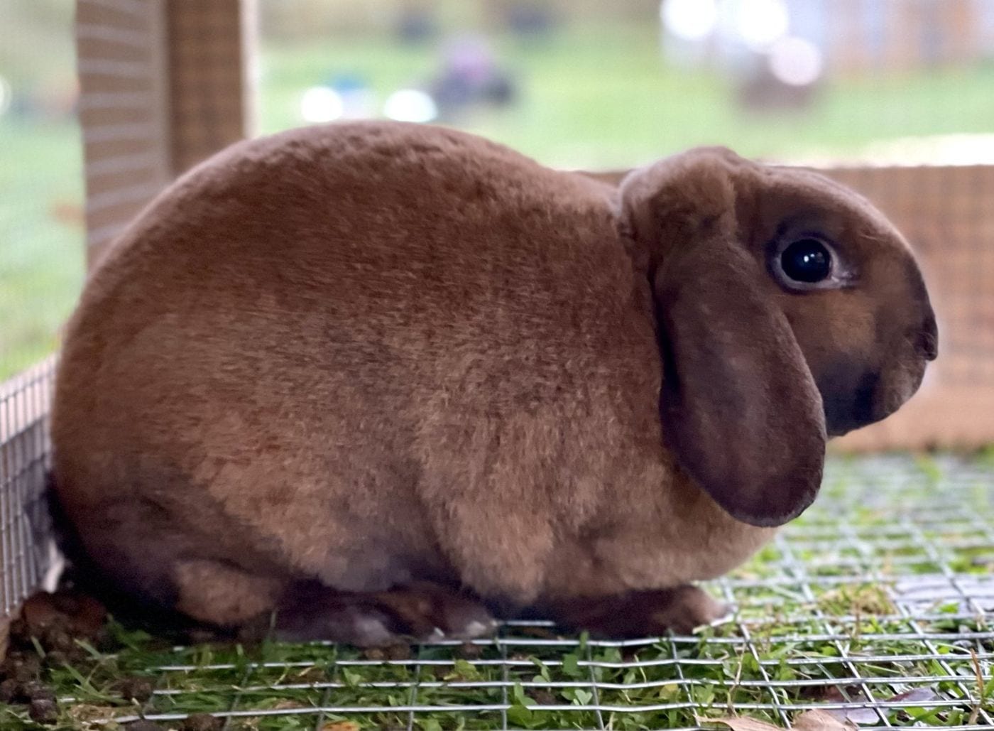 Maple Eclair, a sooty fawn Mini Plush Lop doe
