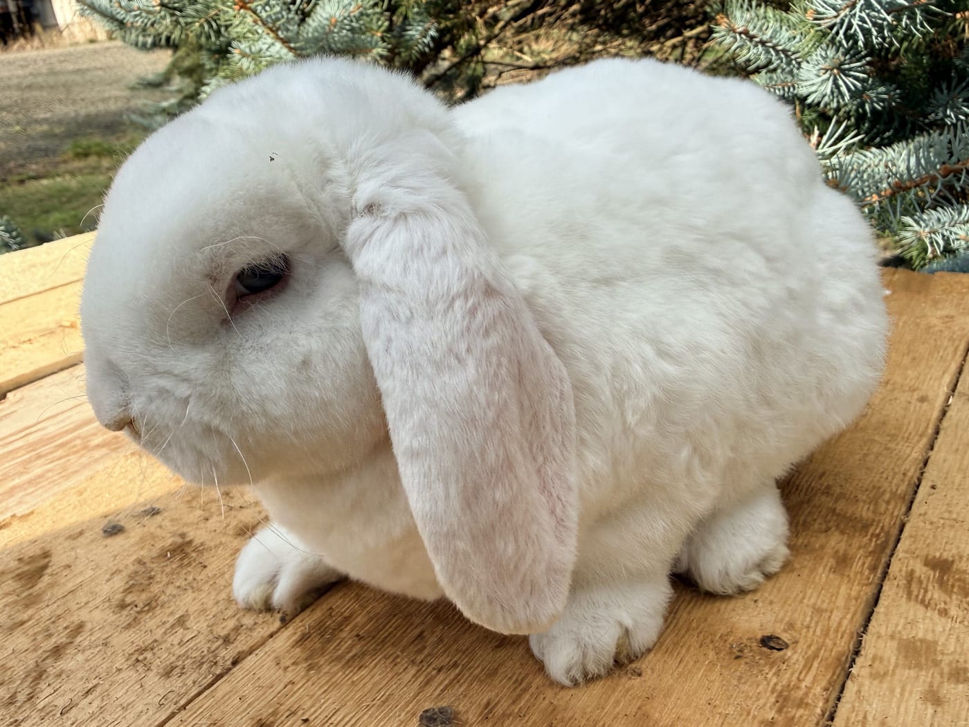 Meringue, a blue-eyed white Mini Plush Lop buck, on a wooden table