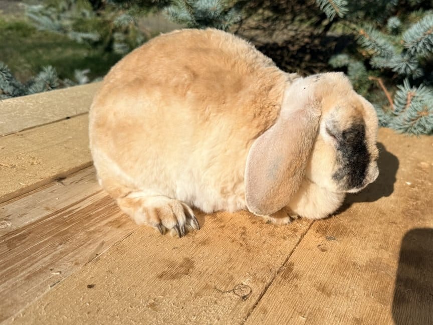 Misty, a harlequin Mini Plush Lop doe