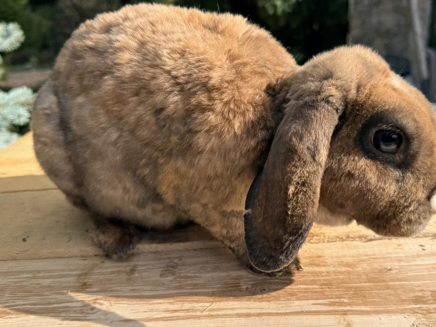 Molasses, a Vienna marked tort Mini Plush Lop doe, on a wooden table