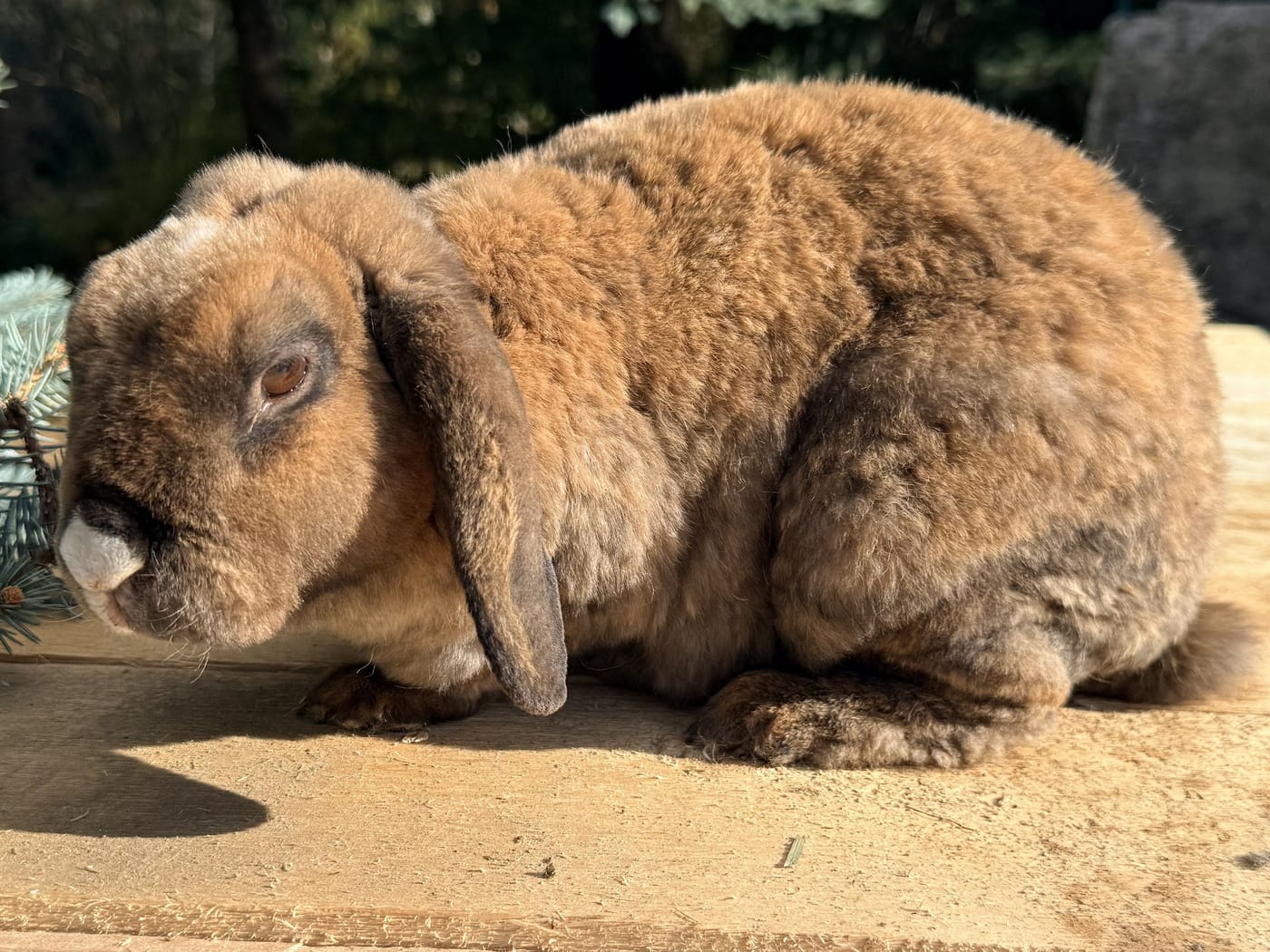 Molasses from the other side, showing the white snip on her nose