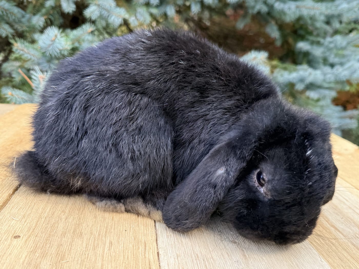 Moonlight, a black Mini Plush Lop buck, on a wooden table