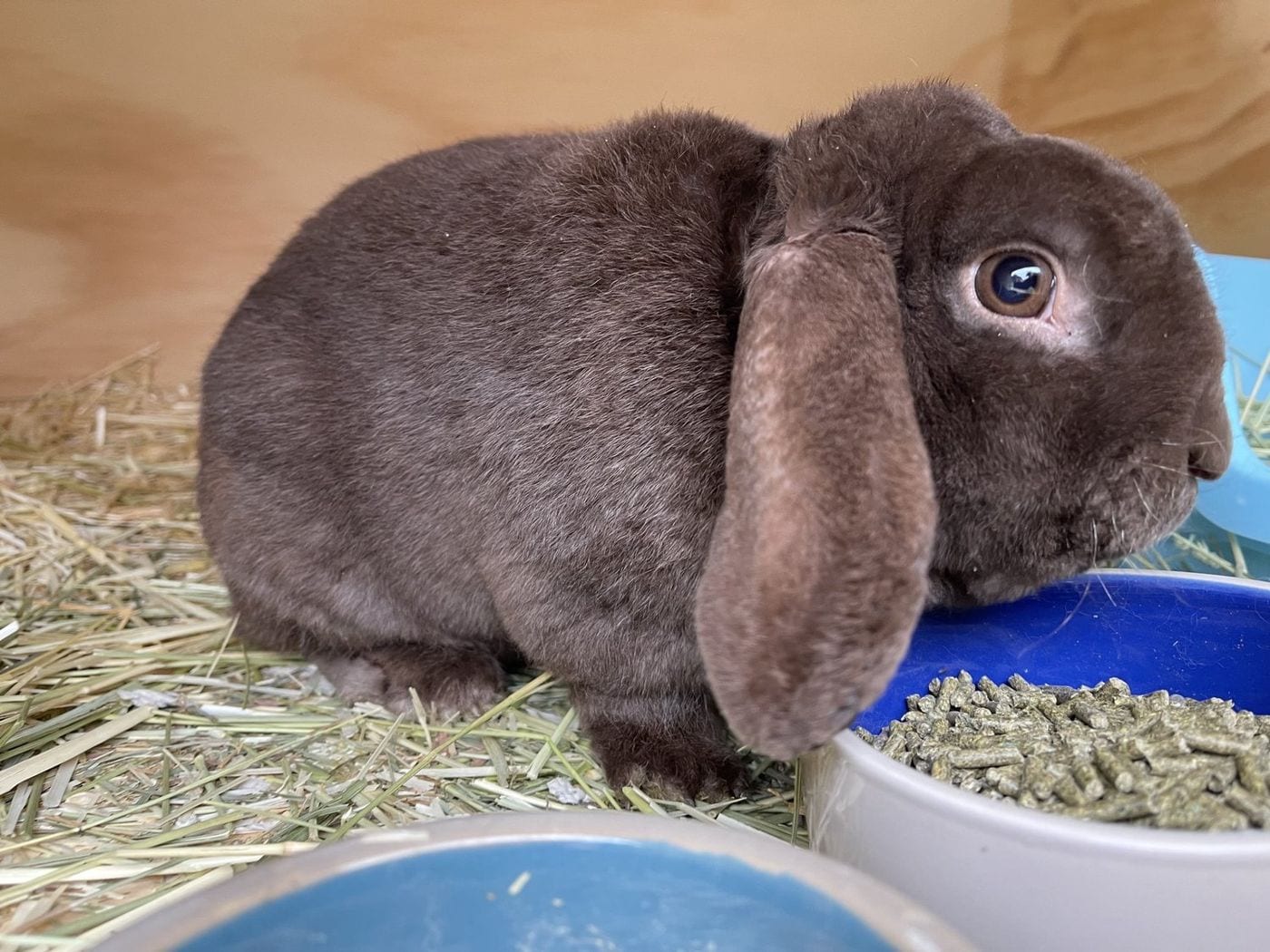 Chocolate Mousse, a Mini Plush Lop buck