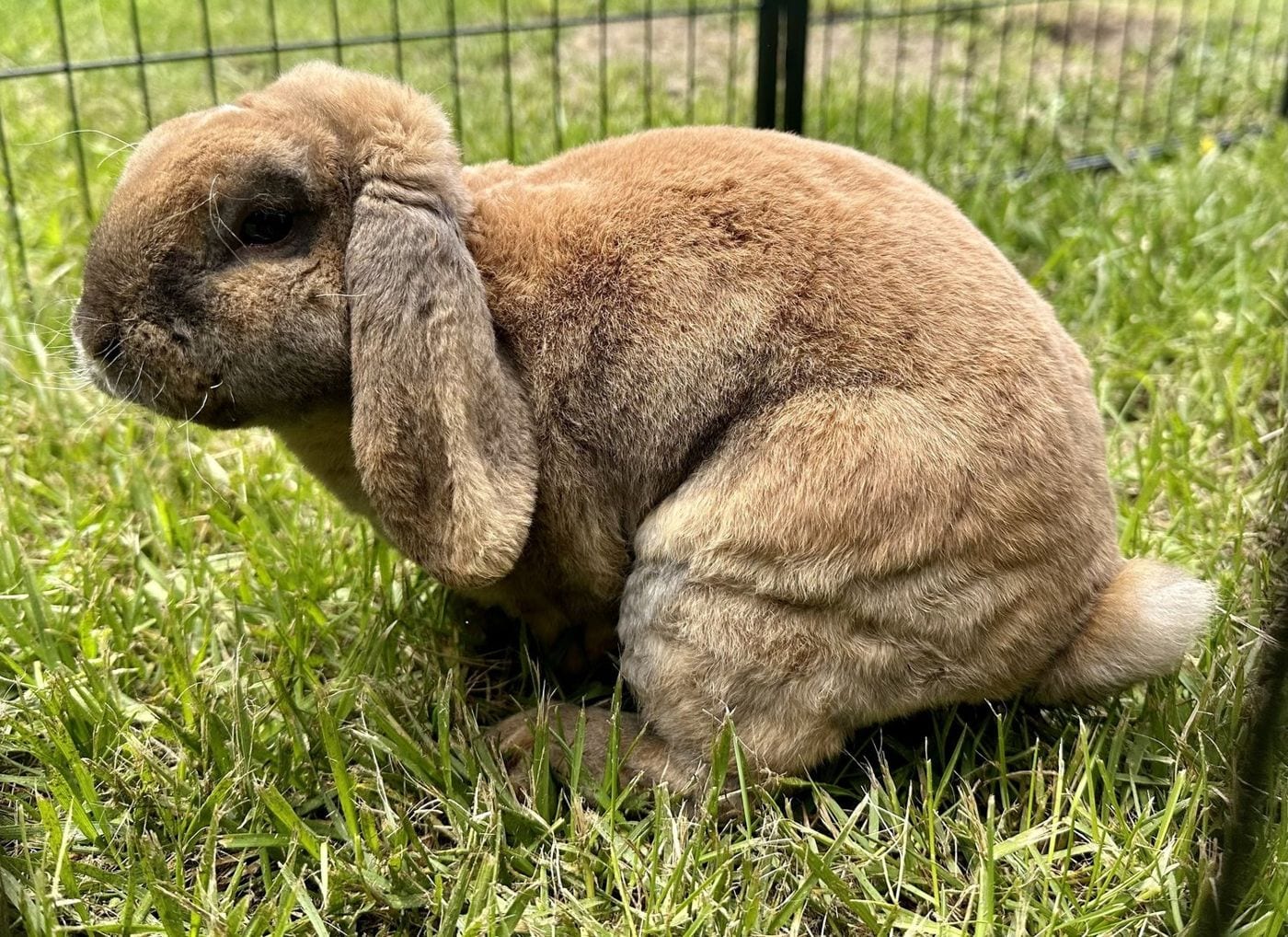 Mozart, a fawn Mini Plush Lop buck, on grass