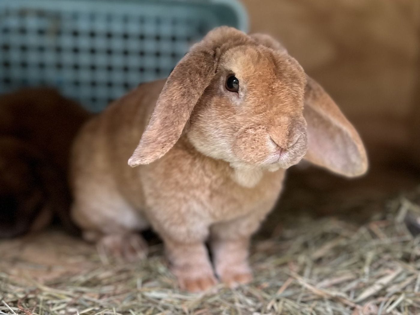 Heath Nugget, a chocolate harlequin Mini Plush Lop buck