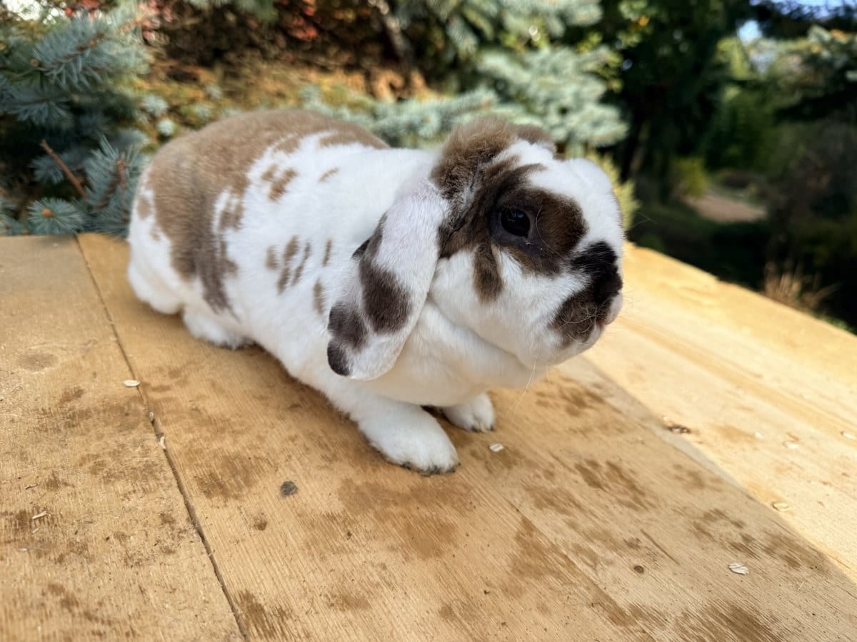 Nutella Swirl, a Mini Plush Lop doe