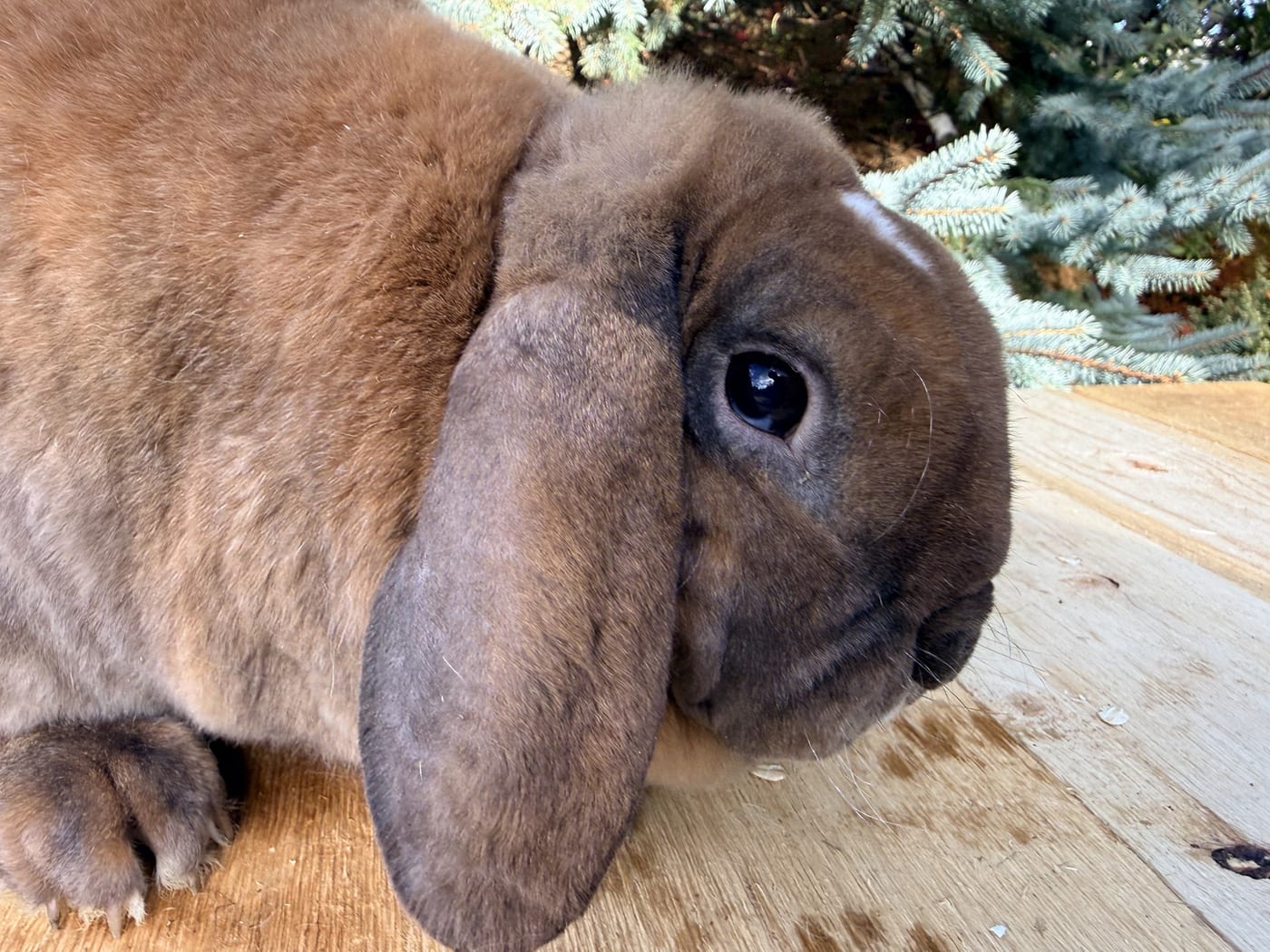 Priscilla, a tort Mini Plush Lop doe, on a wooden table