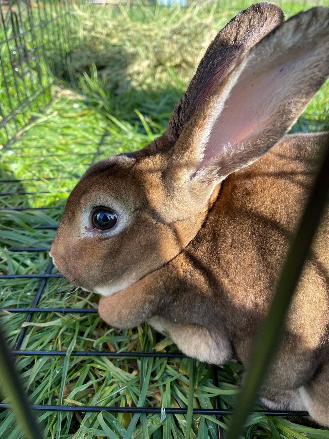 Ruthie, a brown Rex rabbit, sitting on grass