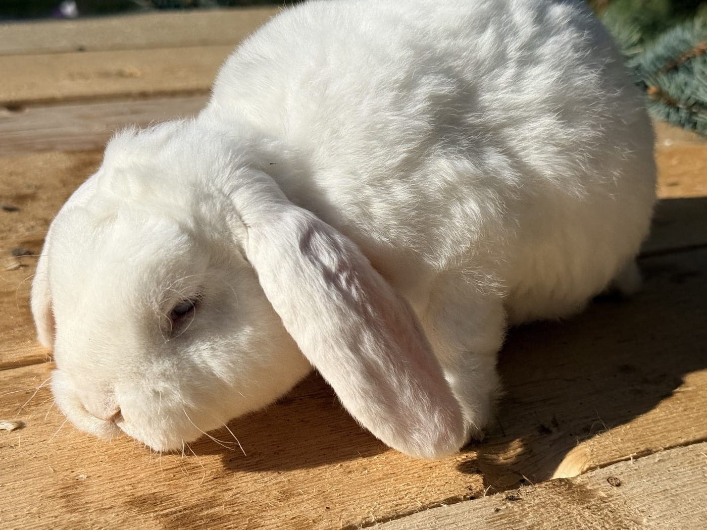 Snowberry, a blue-eyed white Mini Plush Lop buck, on a wooden table