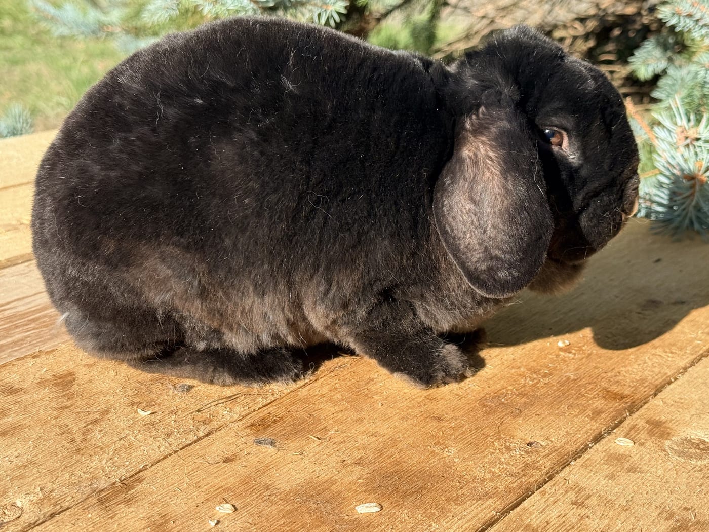 Starling, a Vienna-marked black Mini Plush Lop doe, on a wooden table