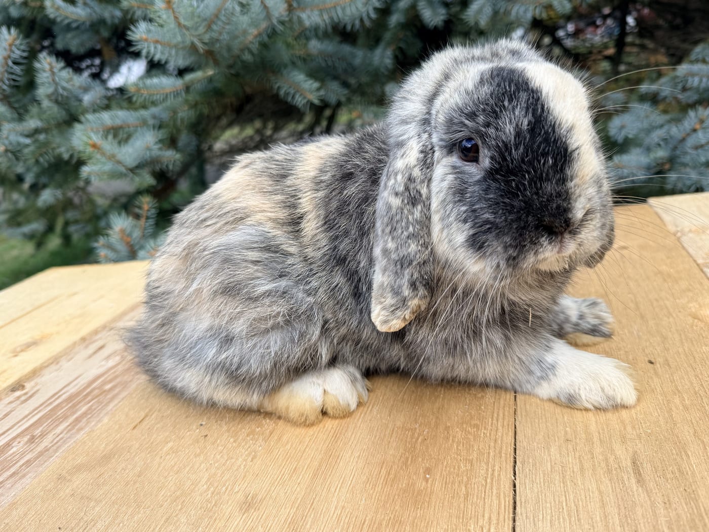 Teddy, a harlequin Mini Plush Lop buck, on a wooden table