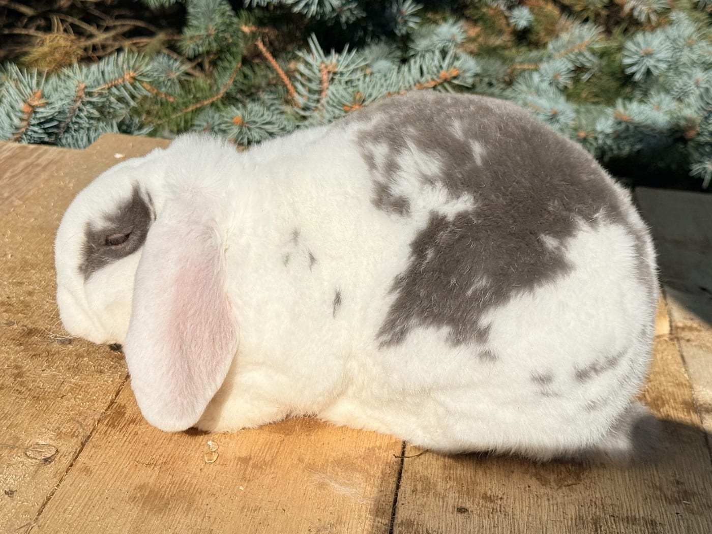 Thistle, a broken lilac Mini Plush Lop buck, on a wooden table