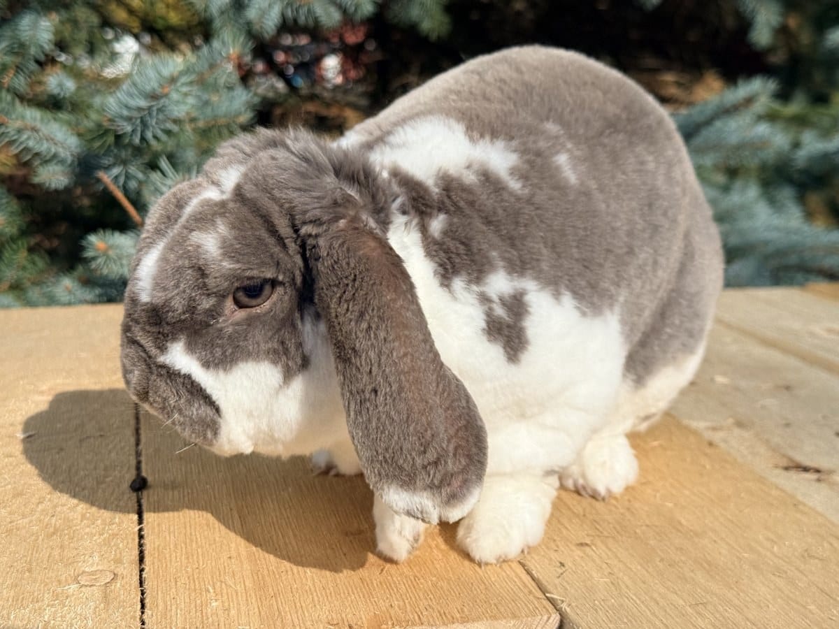 White Chocolate Mousse, a booted lilac Mini Plush Lop buck